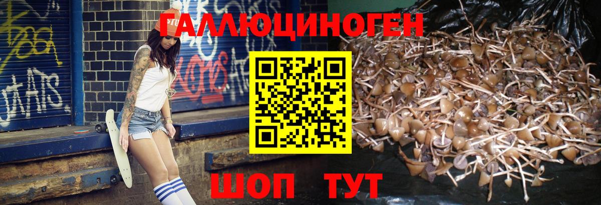 Мариинск  Галлюциногенные грибы Cubensis  Галлюциногенные грибы Psilocybine cubensis  Вход с VPN 